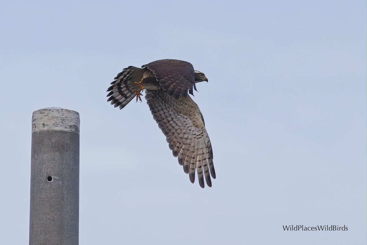 Gray-faced Buzzard - ML644013682