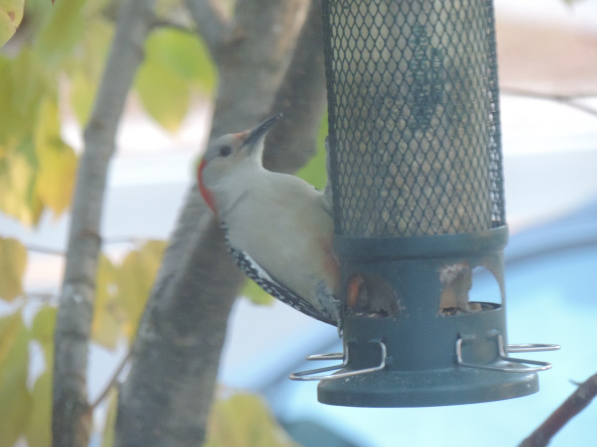 Red-bellied Woodpecker - ML644013689