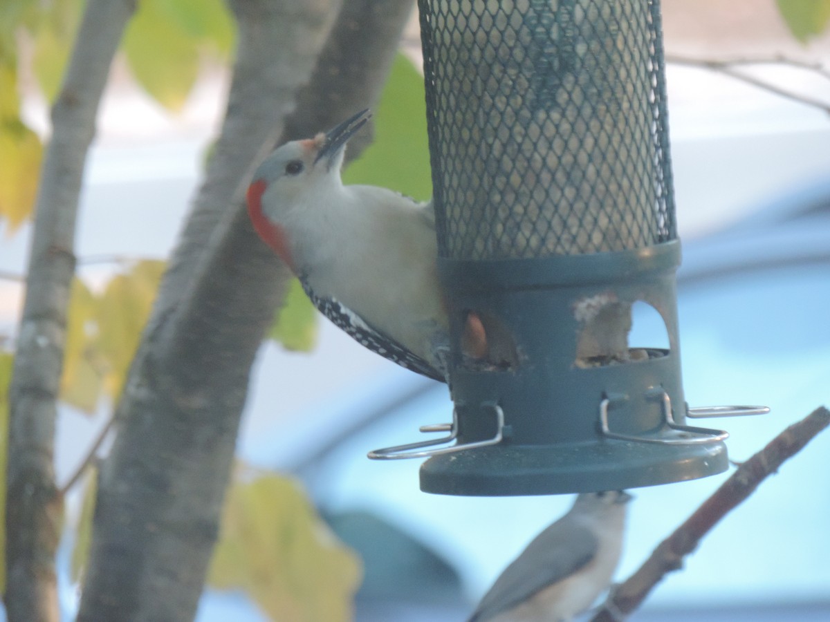 Red-bellied Woodpecker - ML644013690