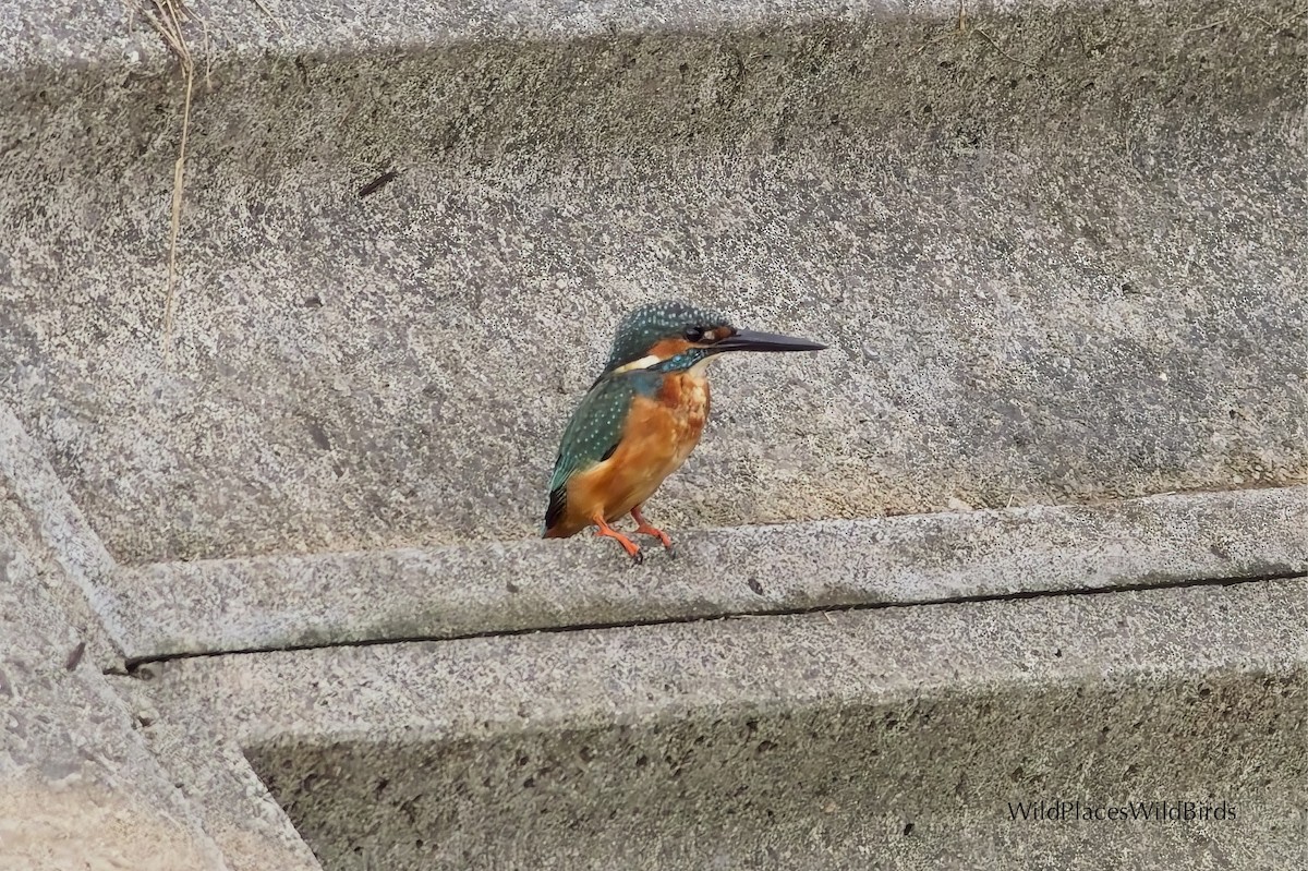 Common Kingfisher - ML644013691