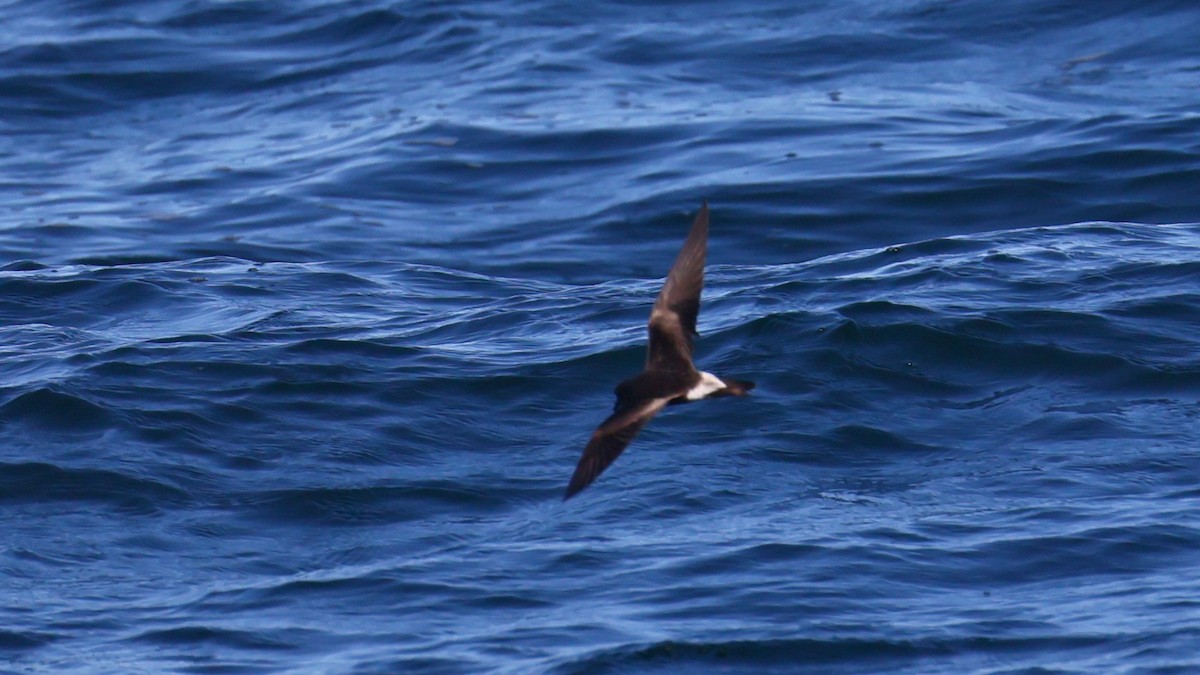 Townsend's Storm-Petrel - ML644013705
