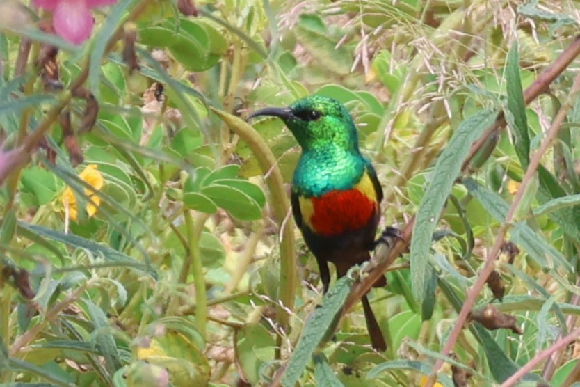 Beautiful Sunbird - ML644013708