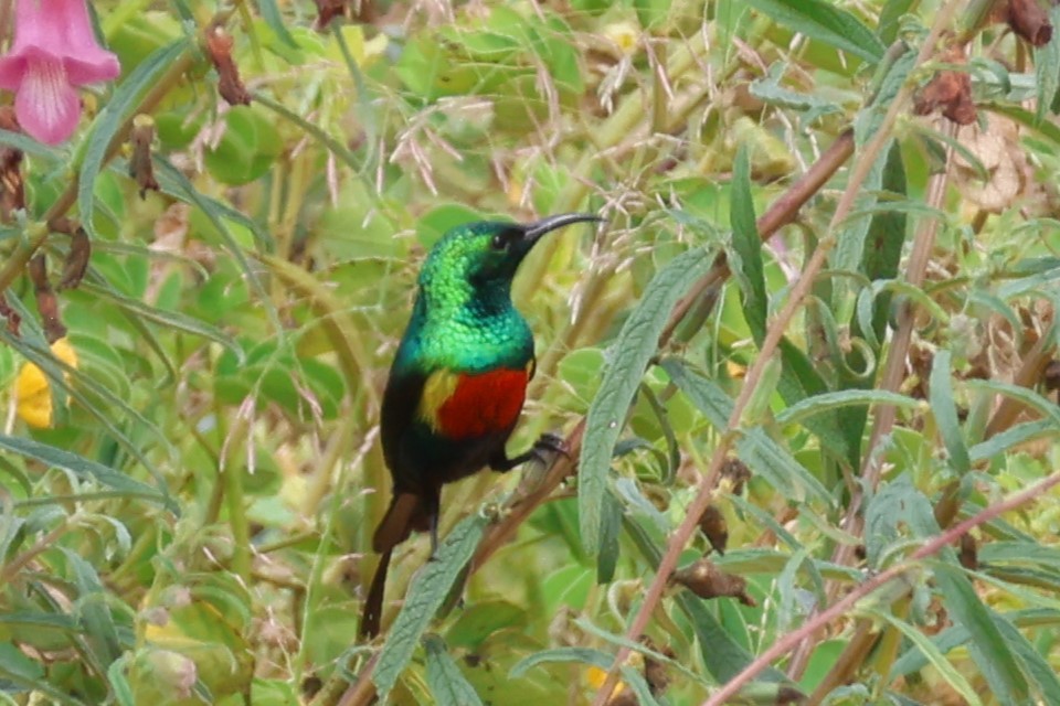 Beautiful Sunbird - ML644013710