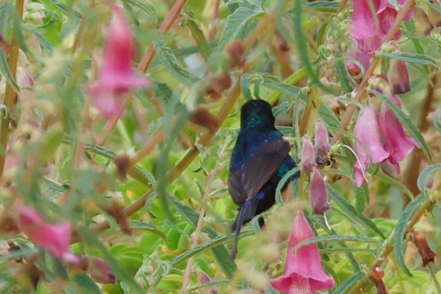 Beautiful Sunbird - ML644013711