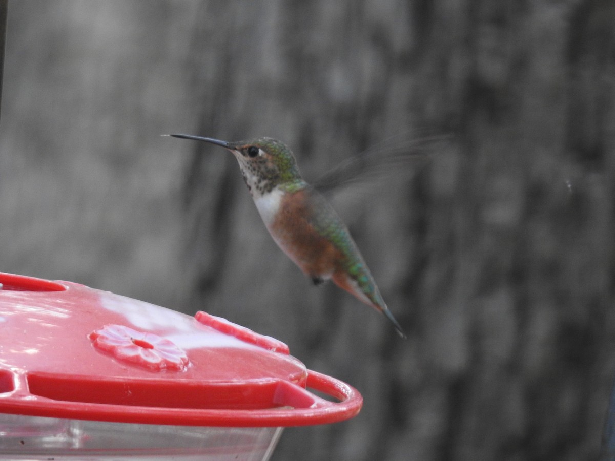 Rufous Hummingbird - ML644013712