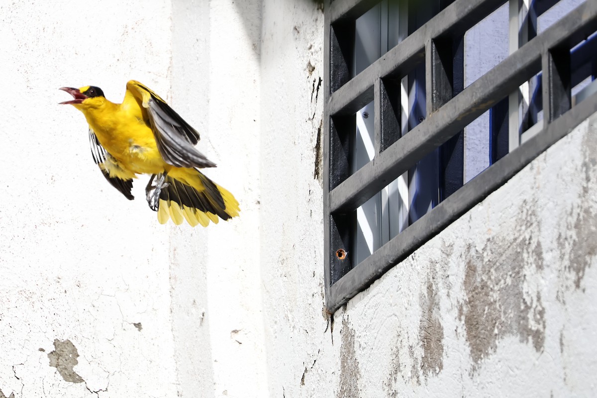 Black-naped Oriole - ML644013713