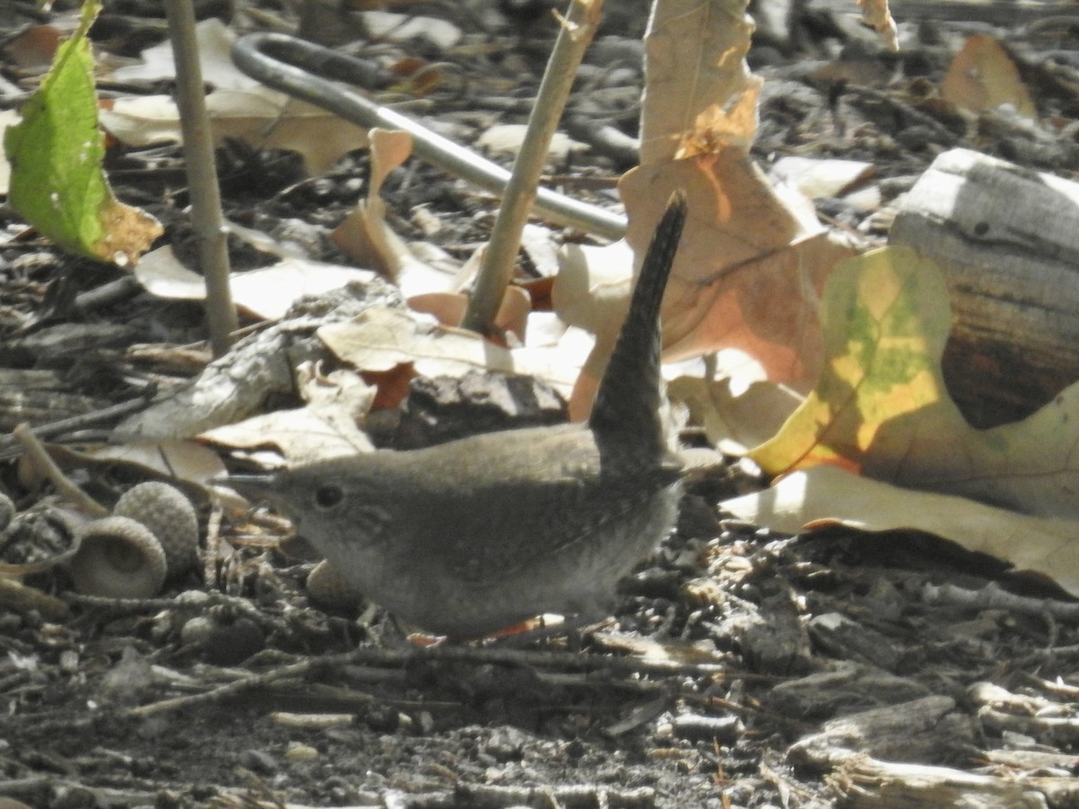 Northern House Wren - ML644013719