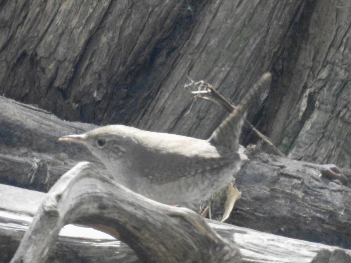 Northern House Wren - ML644013720
