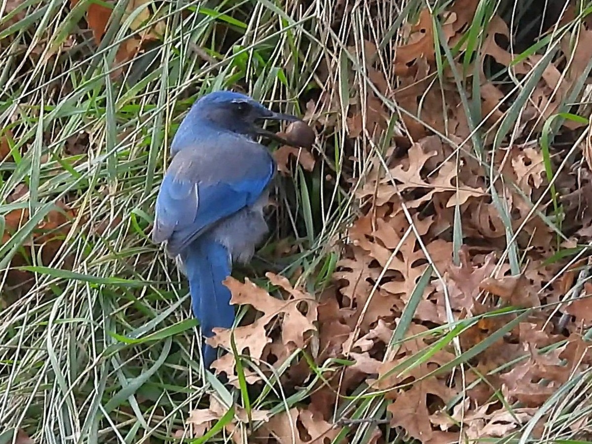 Woodhouse's Scrub-Jay - ML644013721