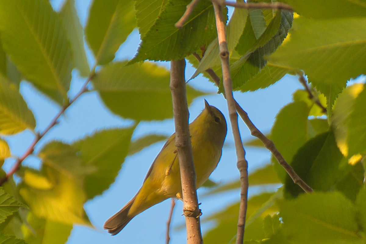 Orange-crowned Warbler - ML644013730