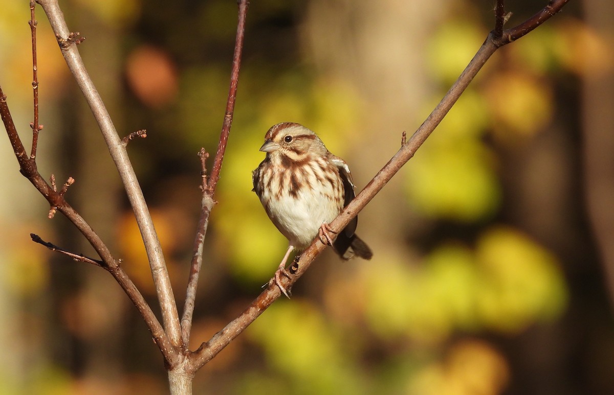 Song Sparrow - ML644013734