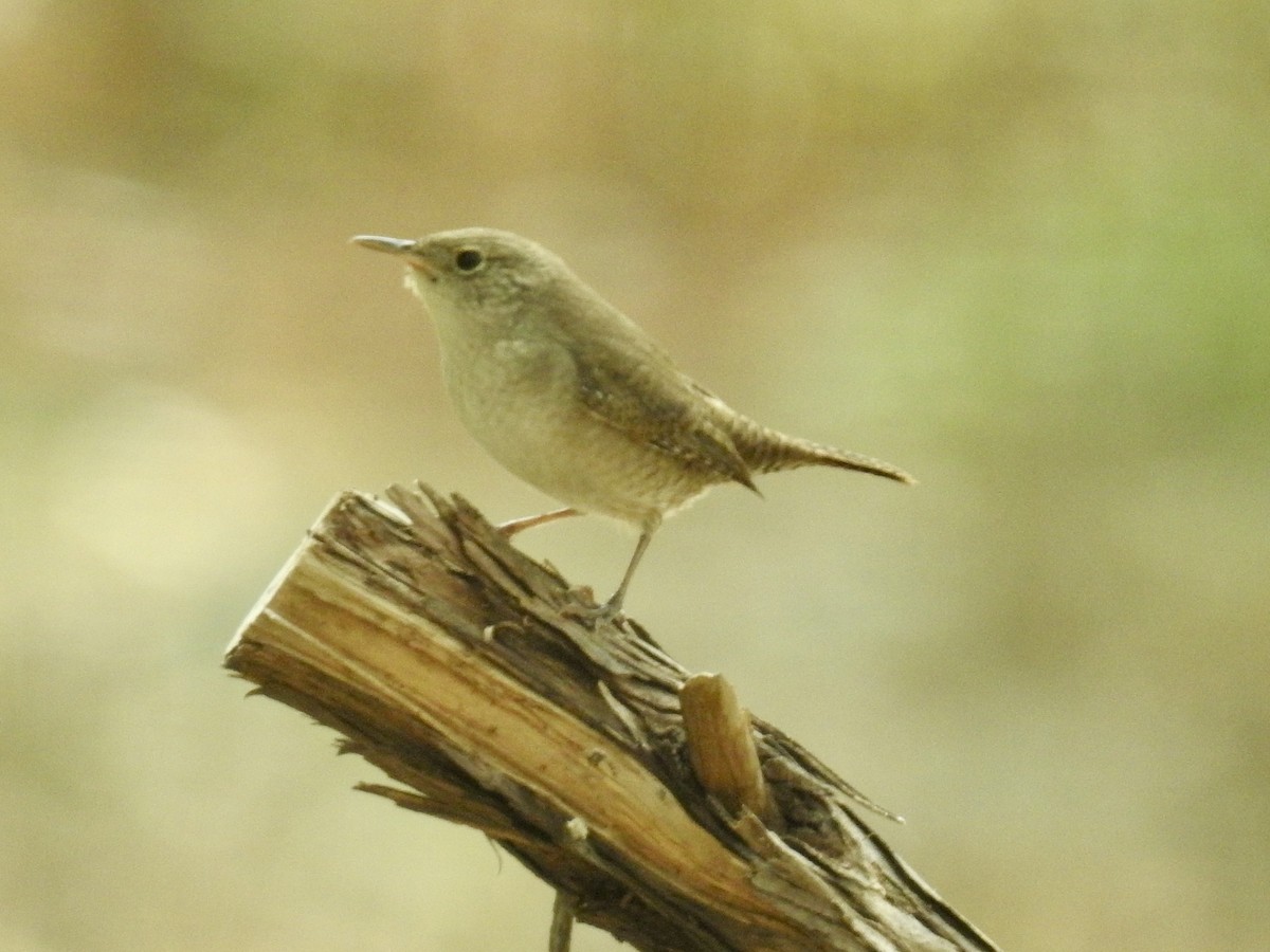 Northern House Wren - ML644013735