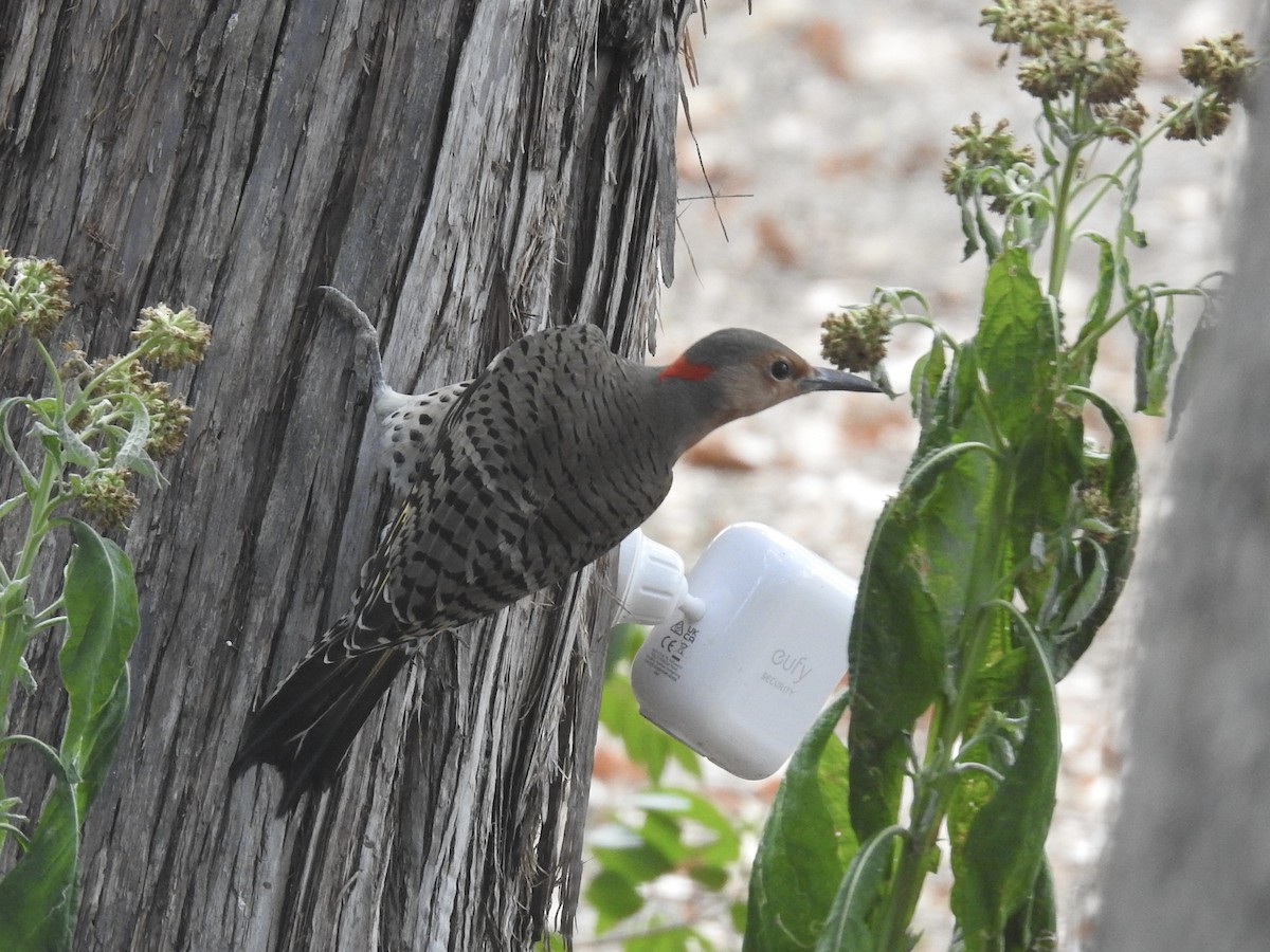 Northern Flicker - ML644013743
