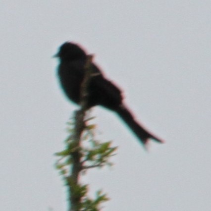Drongo brillant - ML644013747