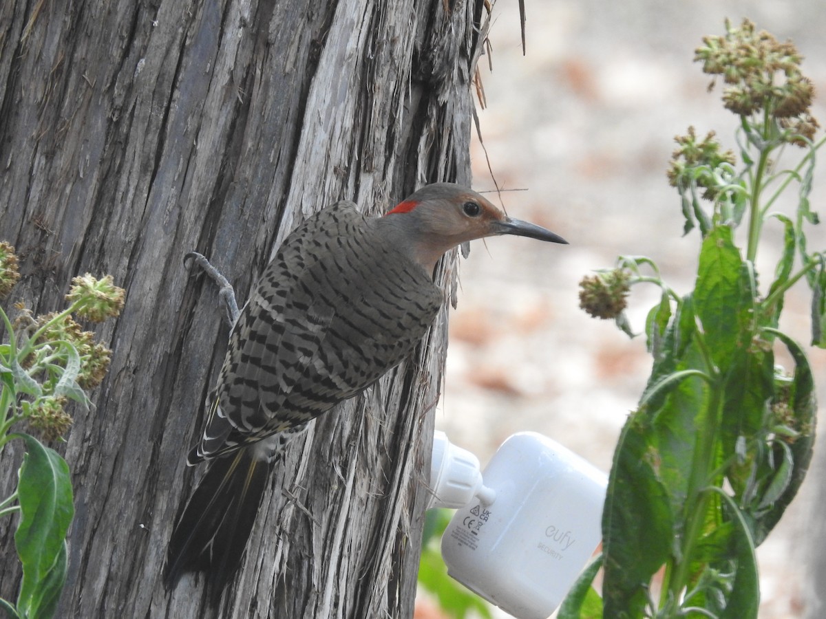 Northern Flicker - ML644013750