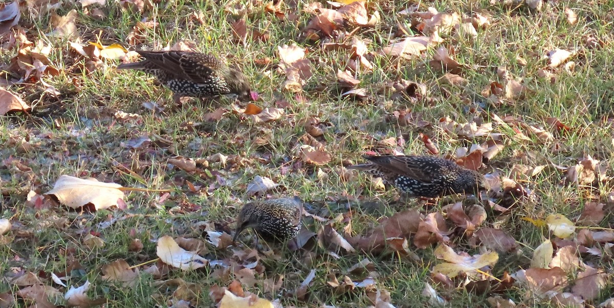 European Starling - ML644013751
