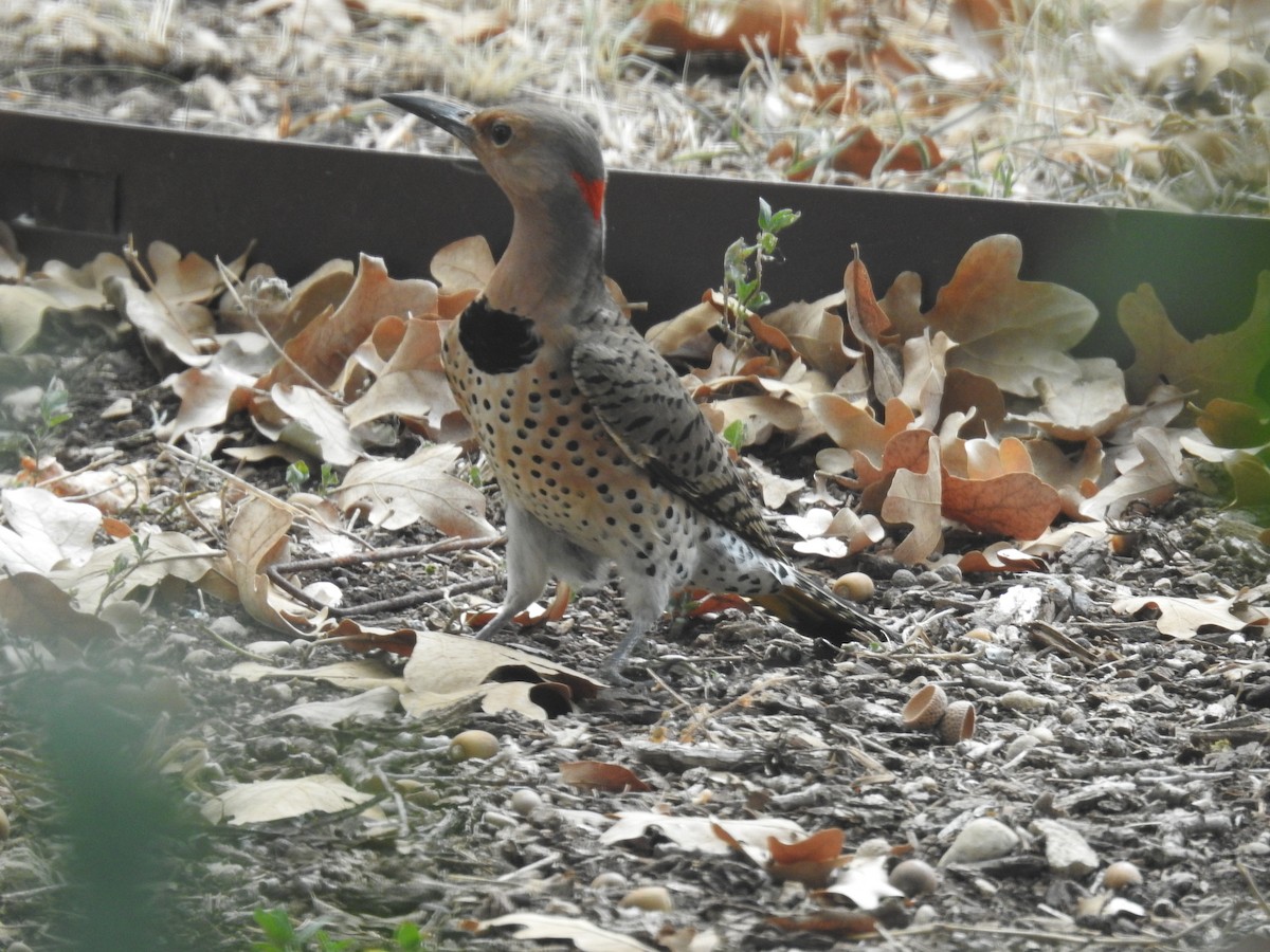 Northern Flicker - ML644013753