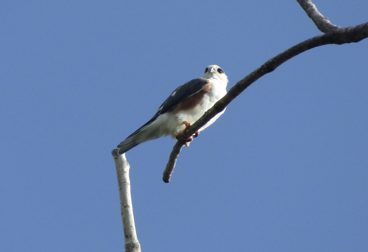 Pearl Kite - ML644013754