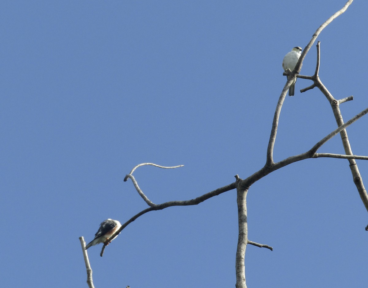 Pearl Kite - ML644013755