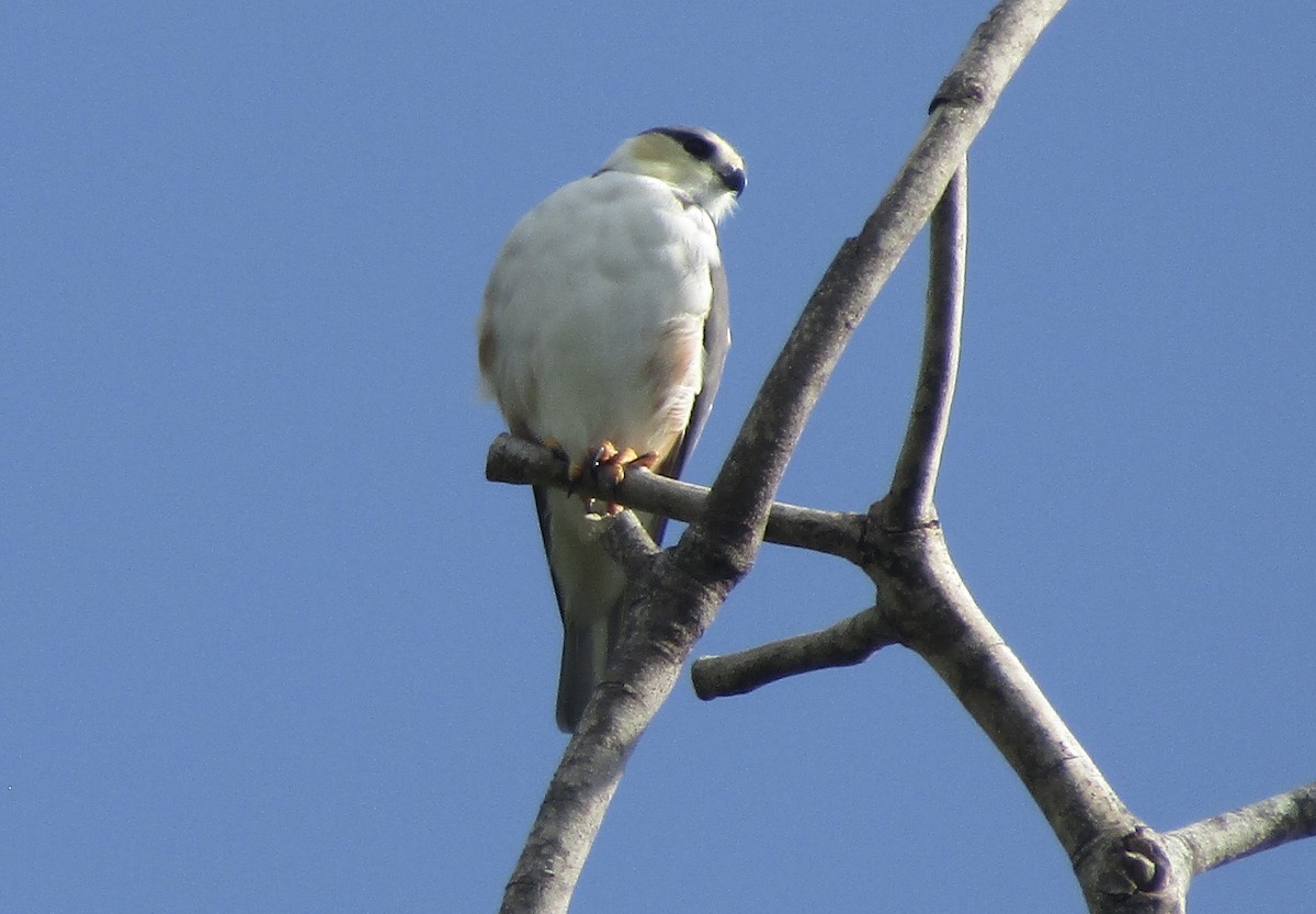 Pearl Kite - ML644013756