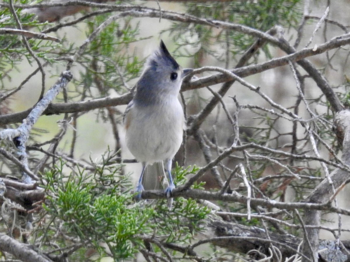 Black-crested Titmouse - ML644013757