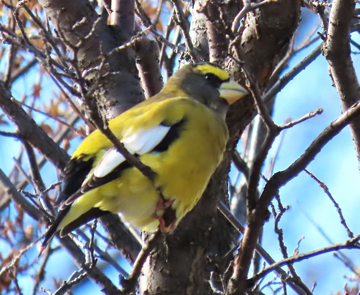 Evening Grosbeak - ML644013759