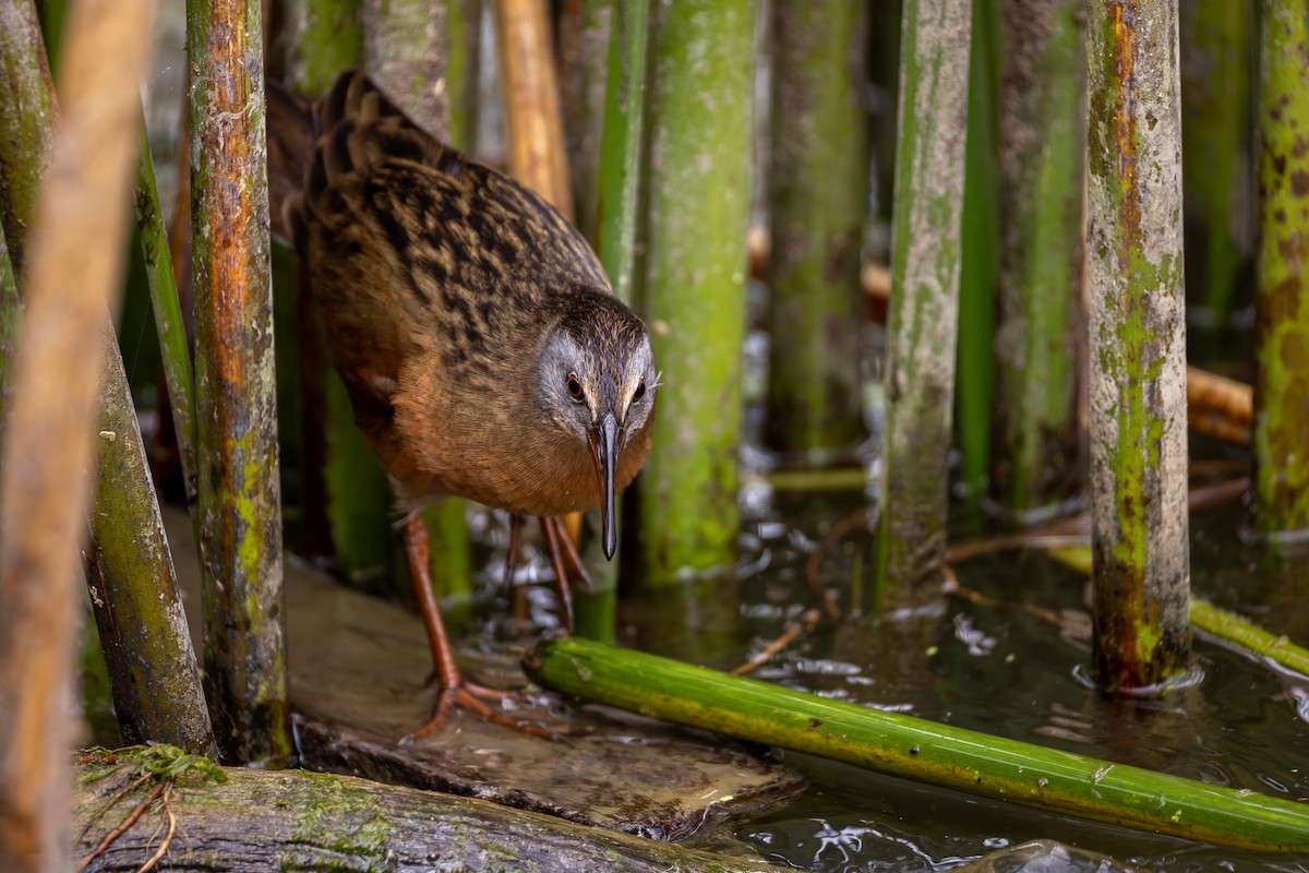 Virginia Rail - ML644013769