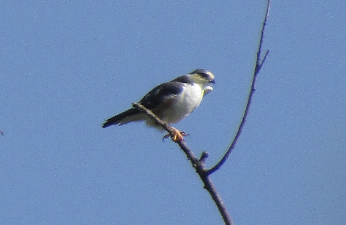 Pearl Kite - ML644013770