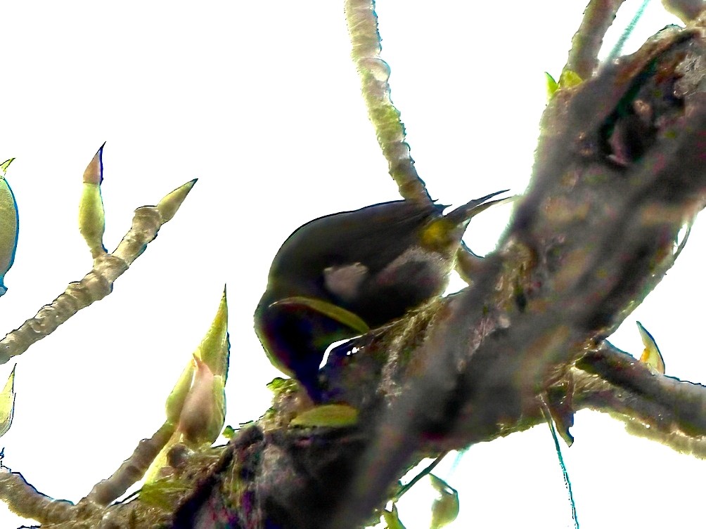 Sulphur-rumped Tanager - ML644013772