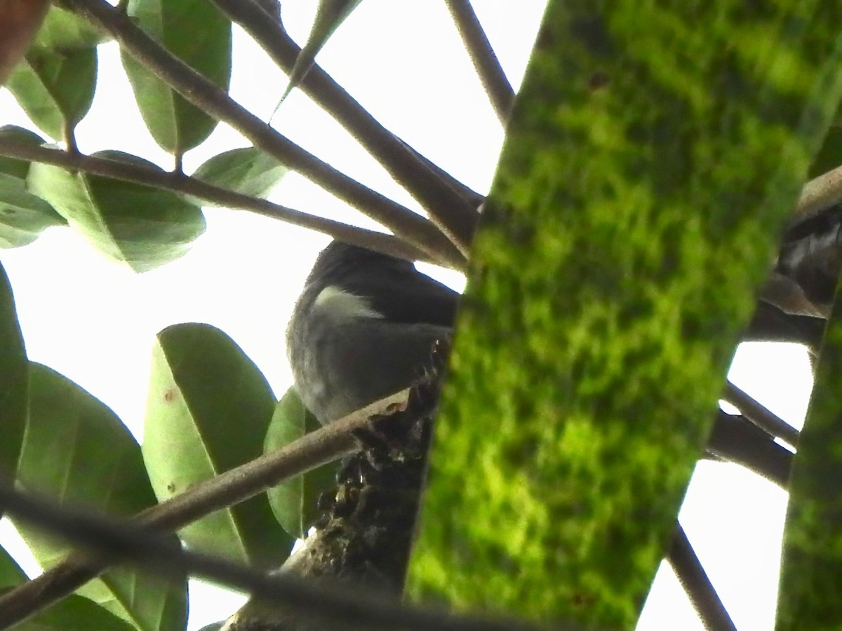 Sulphur-rumped Tanager - ML644013780
