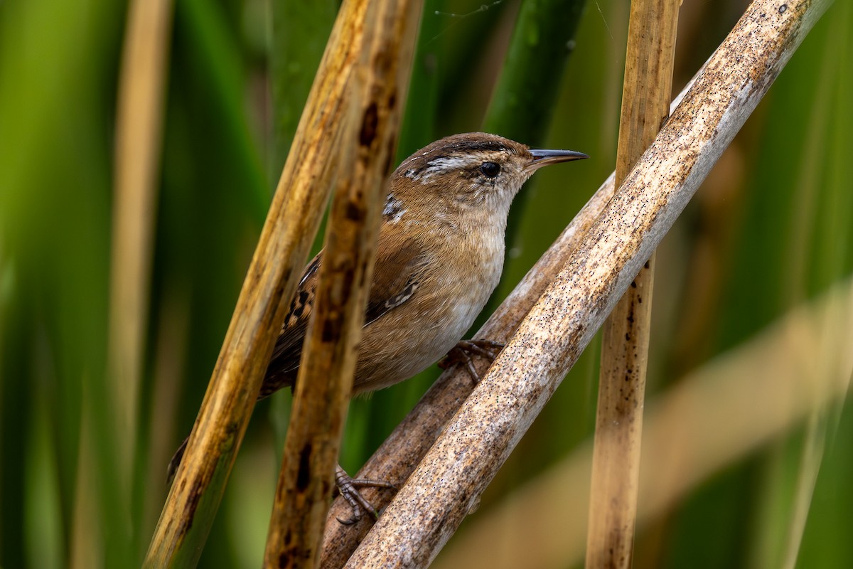 Marsh Wren - ML644013783