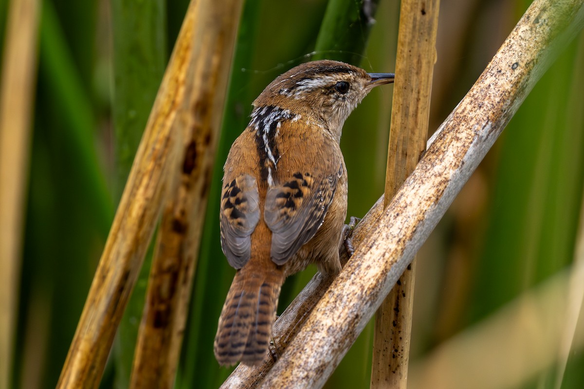 Marsh Wren - ML644013784