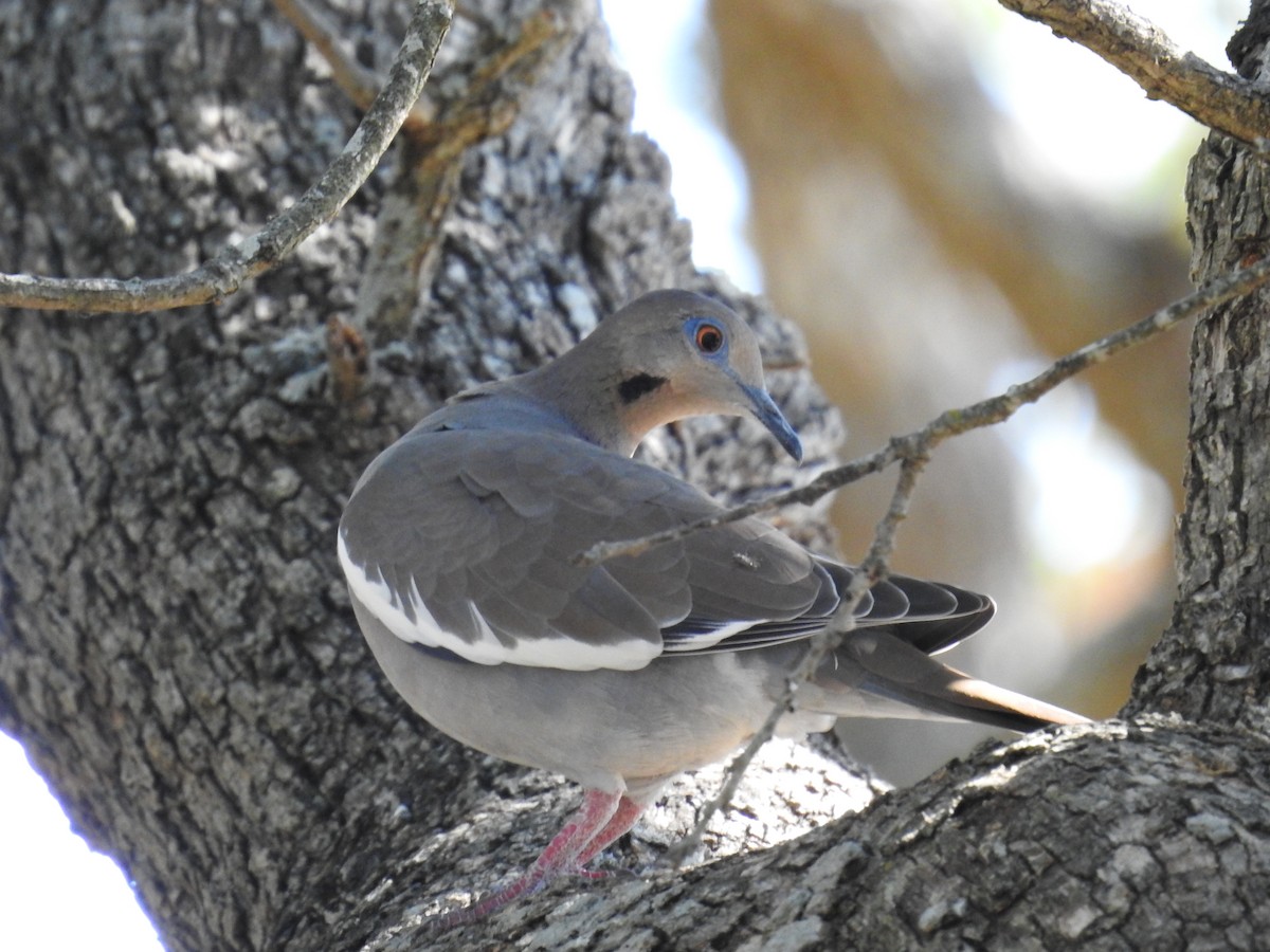 White-winged Dove - ML644013800