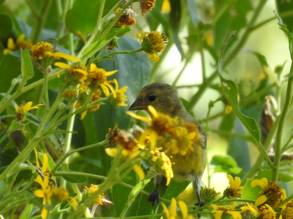 Lesser Goldfinch - ML644013808