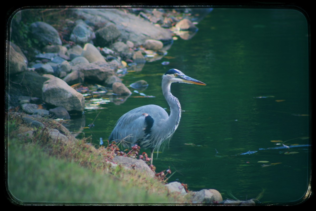 Garza Azulada - ML644013817