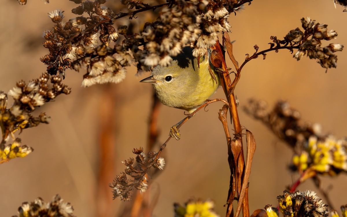 Orange-crowned Warbler - ML644013857