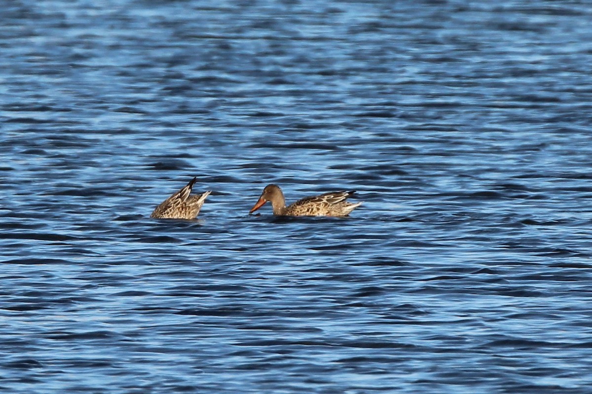 Халбага нугас - ML644013861