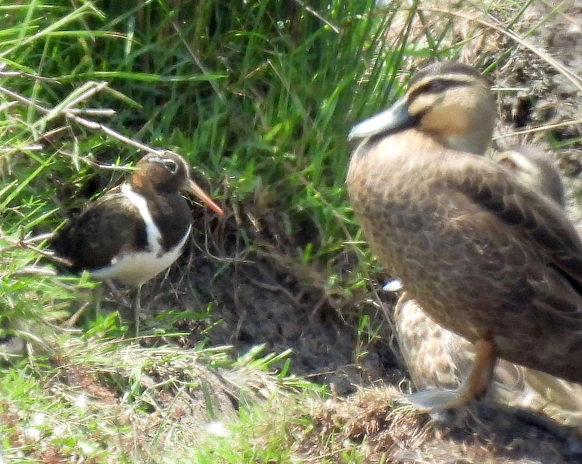 slučice australská - ML644013870