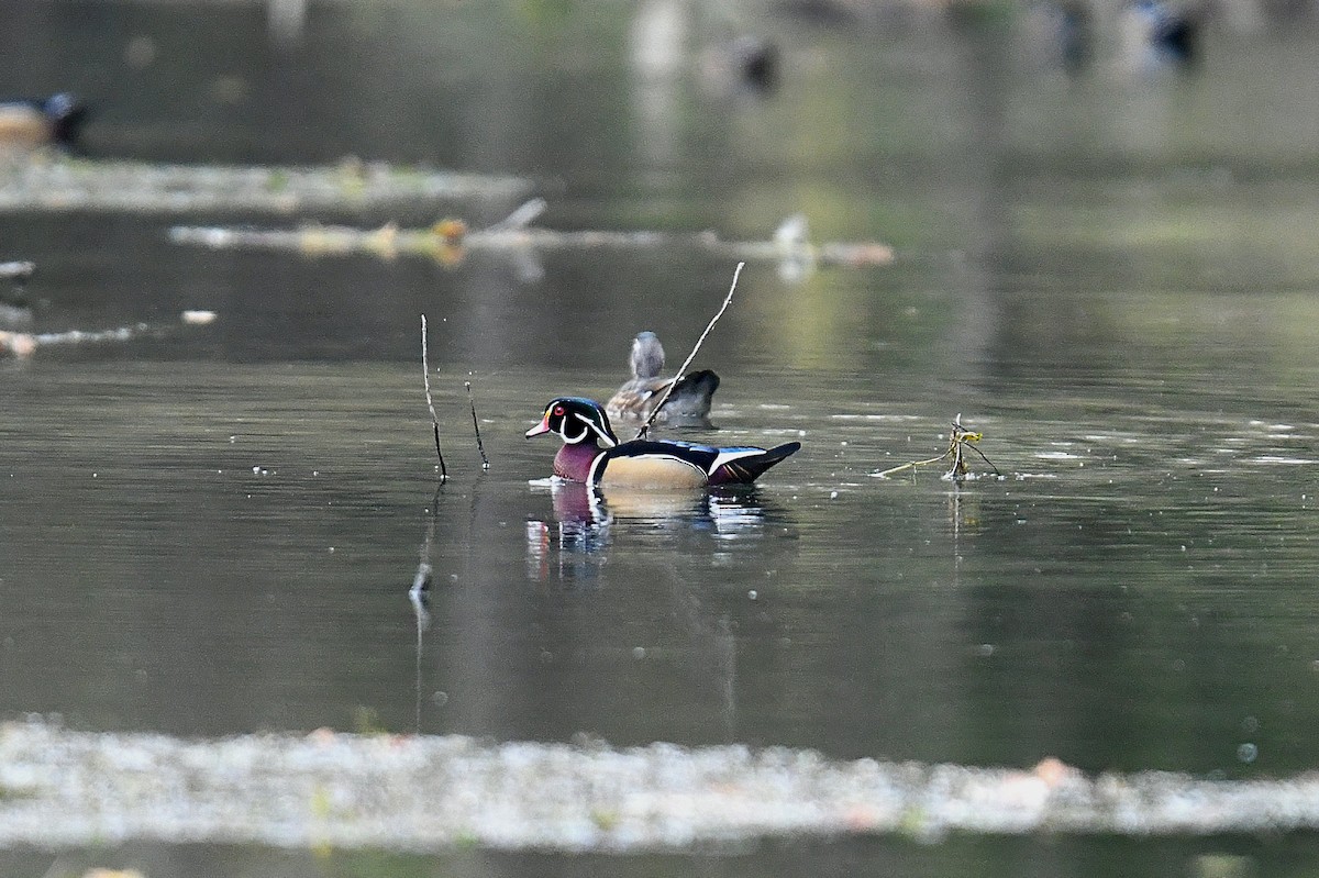 Wood Duck - ML644013872