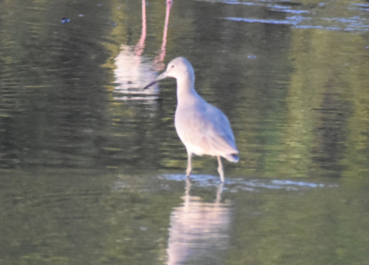 willetsnipe - ML644013882