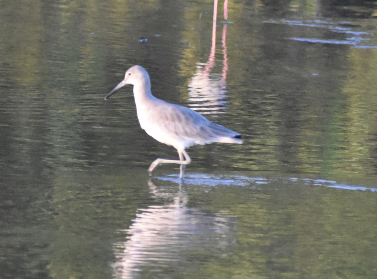 willetsnipe - ML644013883