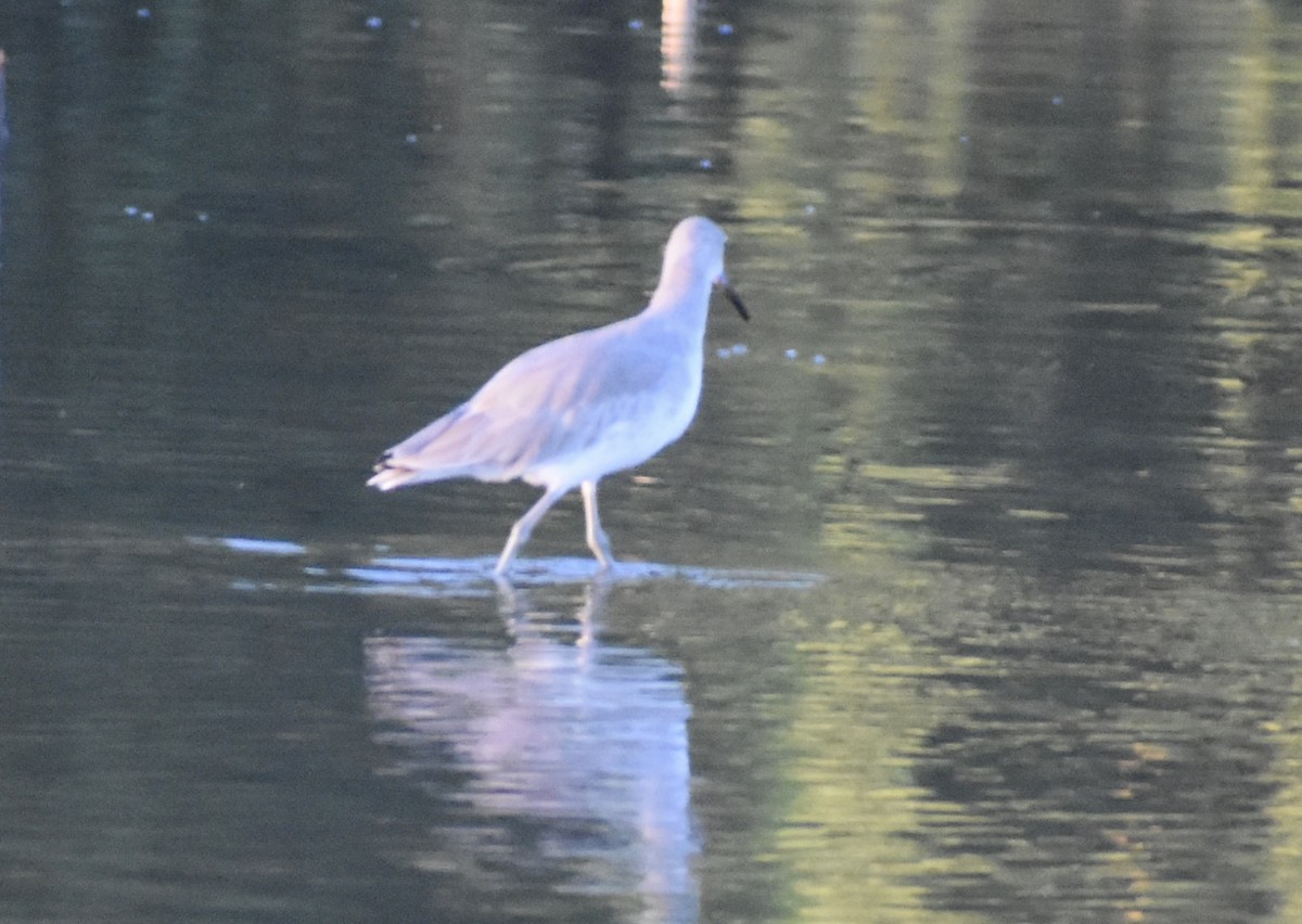willetsnipe - ML644013884