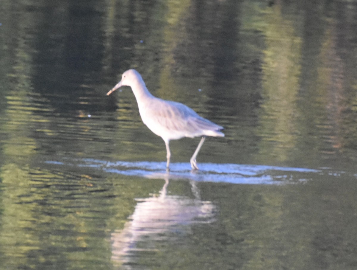 willetsnipe - ML644013885