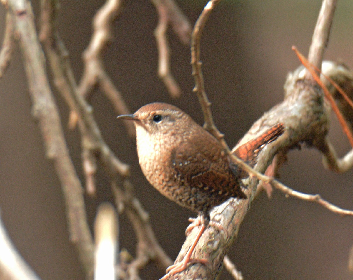 Winter Wren - ML644013893
