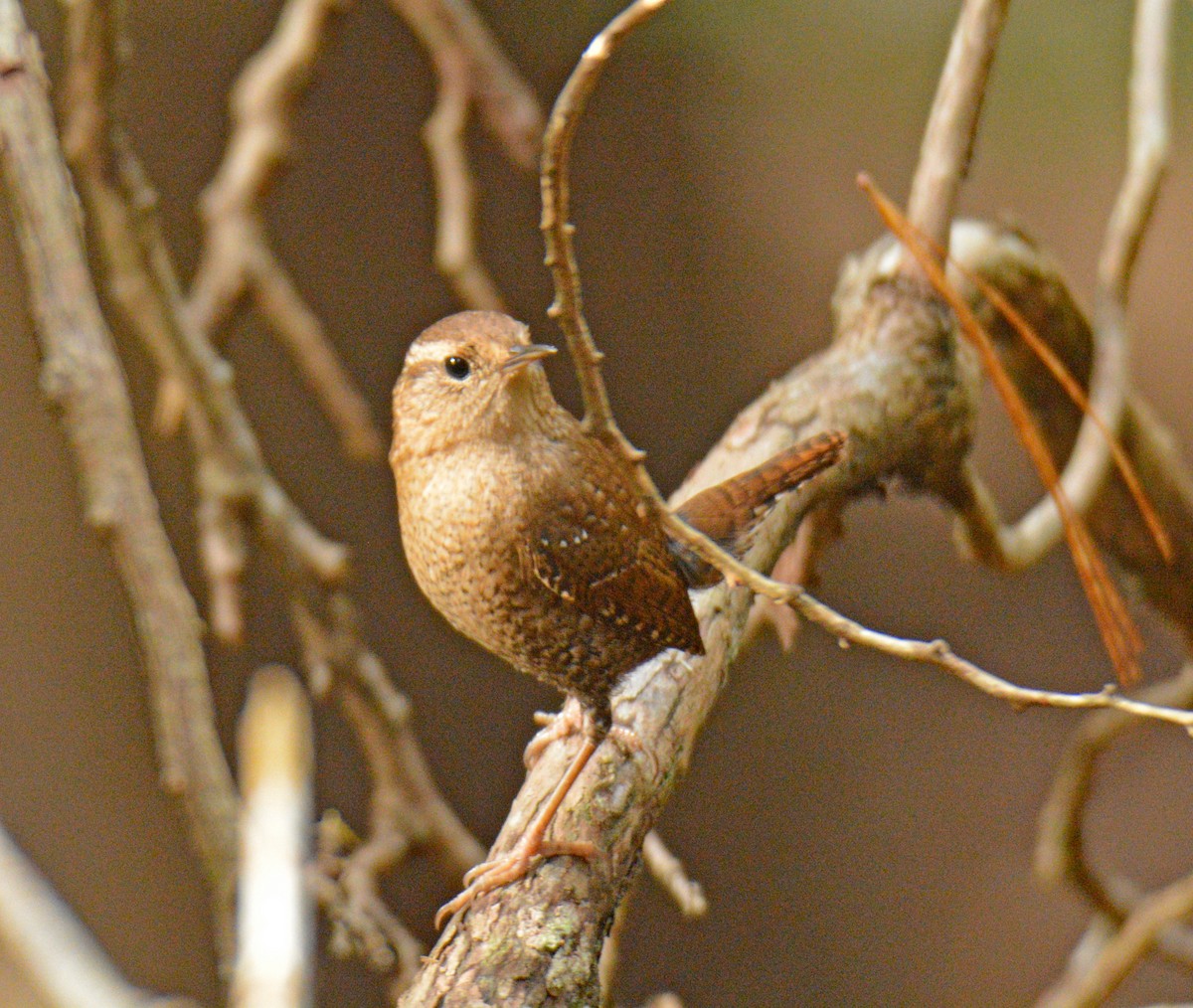 Winter Wren - ML644013894