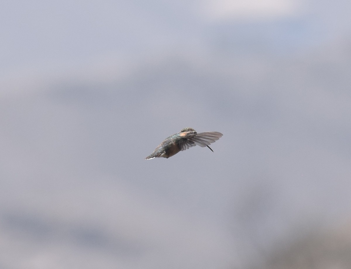 Colibri de Fanny - ML644013897