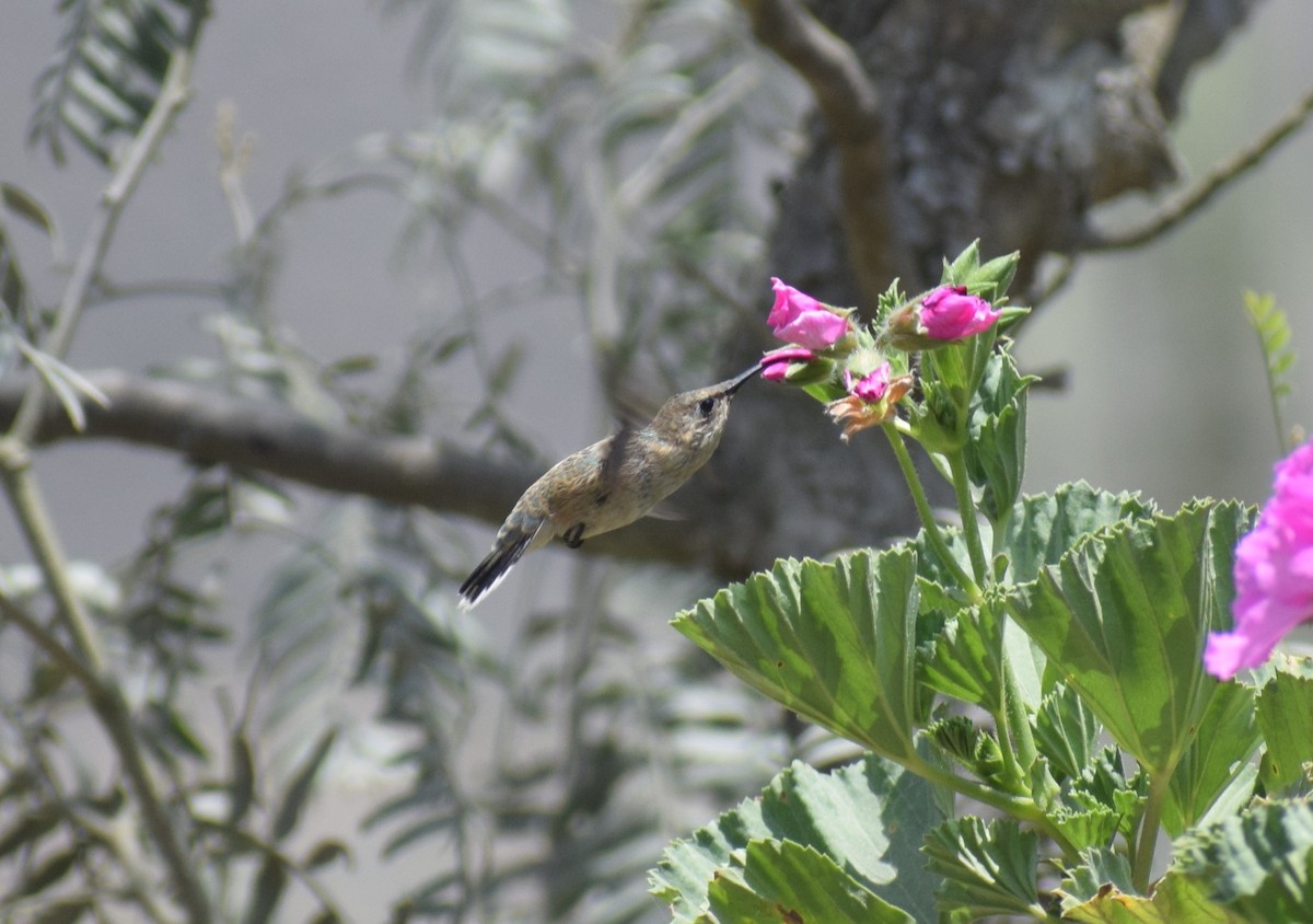 Colibri de Fanny - ML644013898