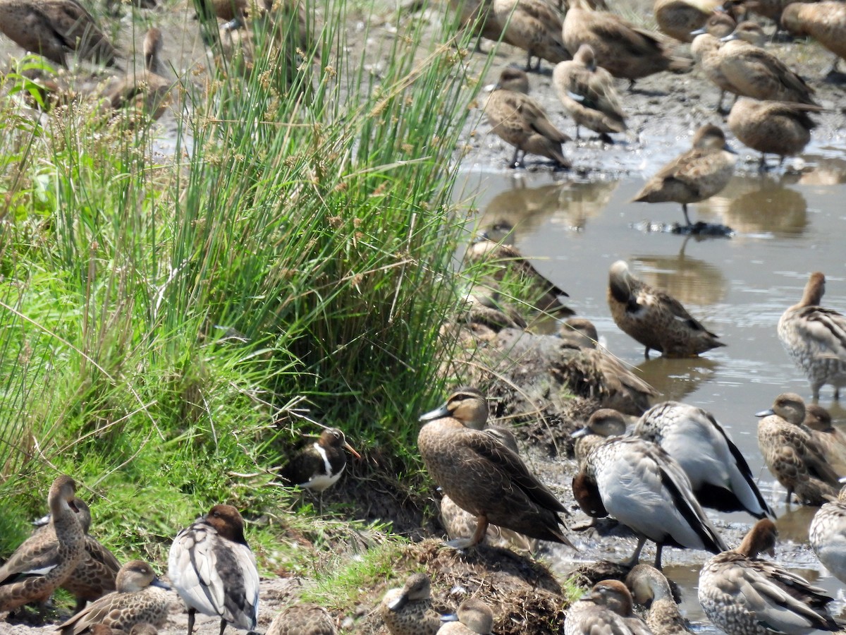 slučice australská - ML644013908