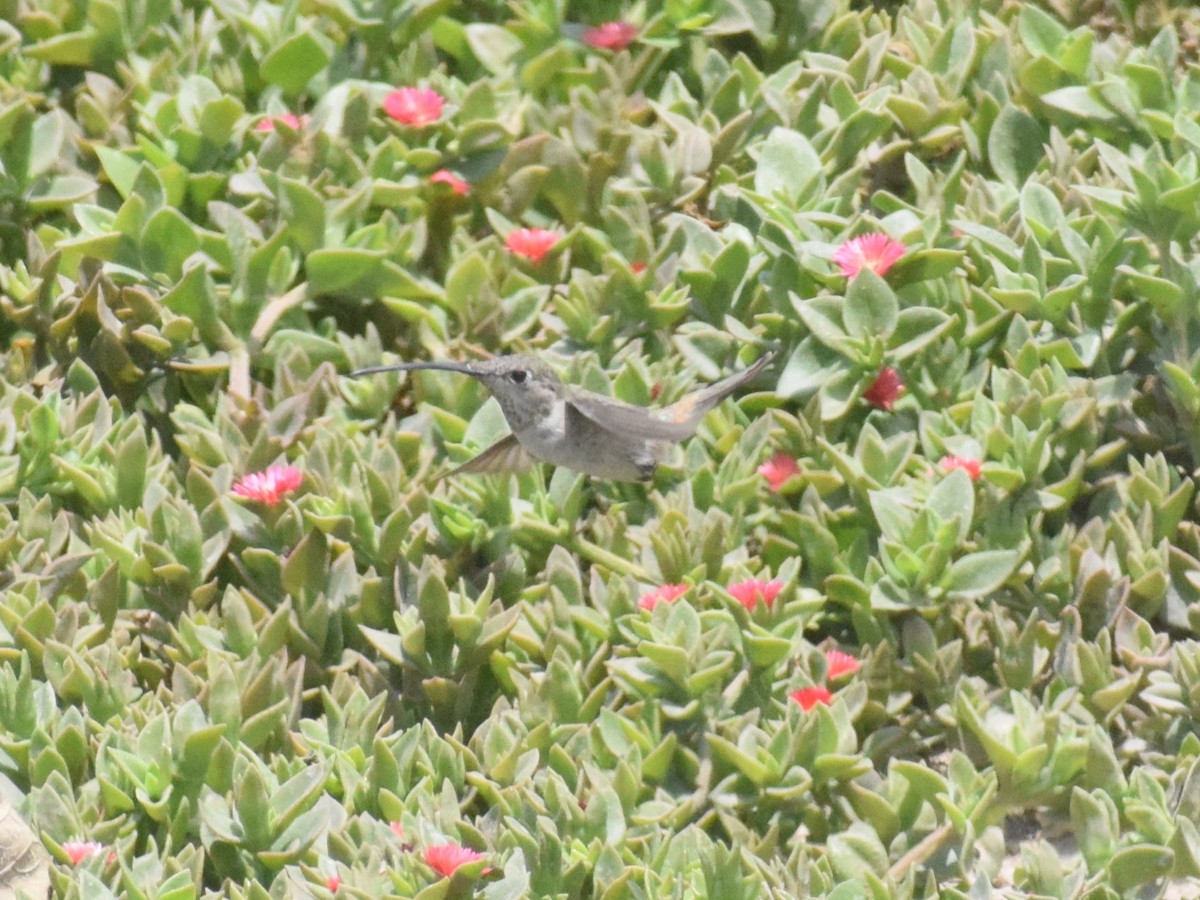 Oasis Hummingbird - ML644013915