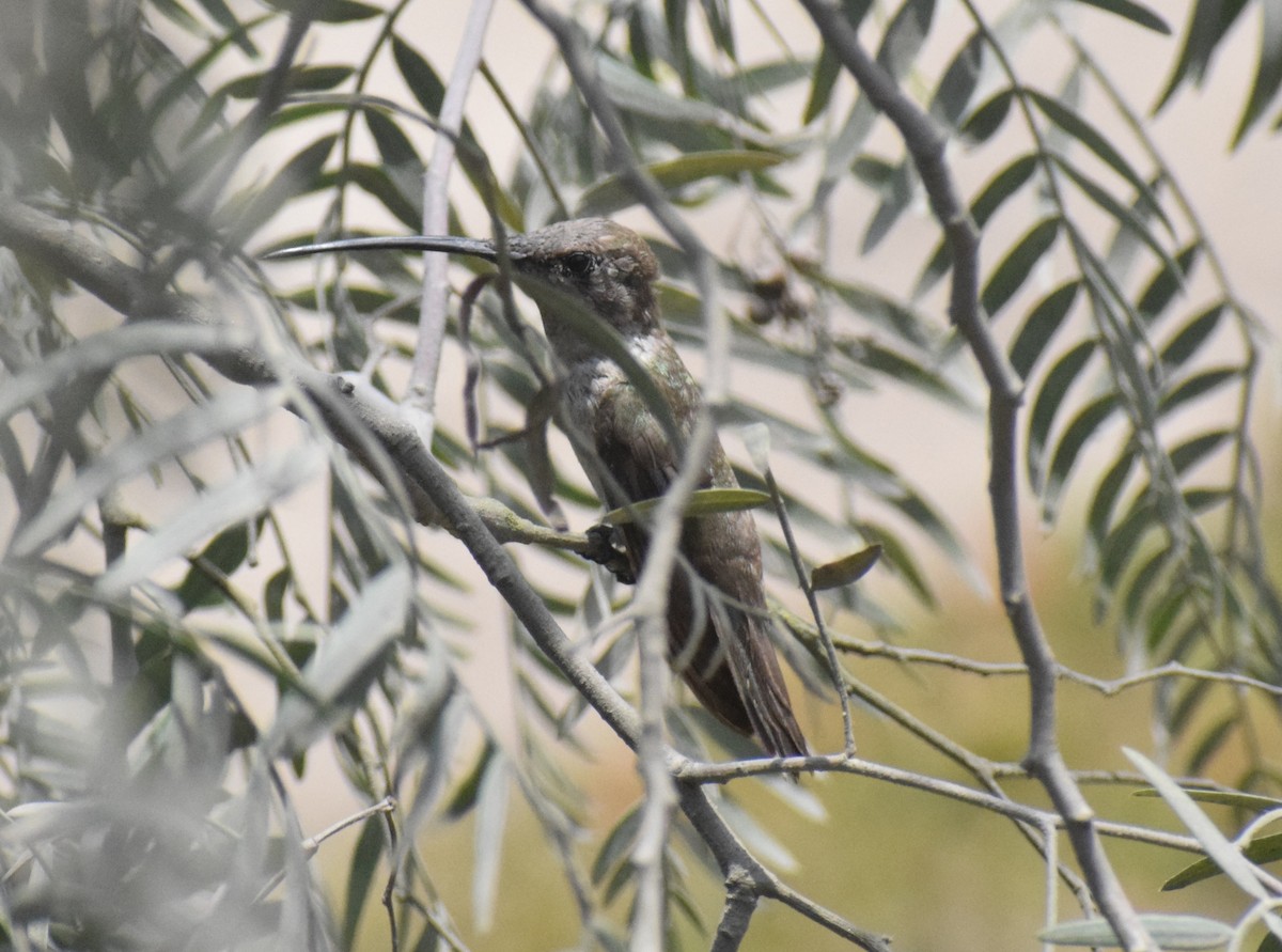 Oasis Hummingbird - ML644013916